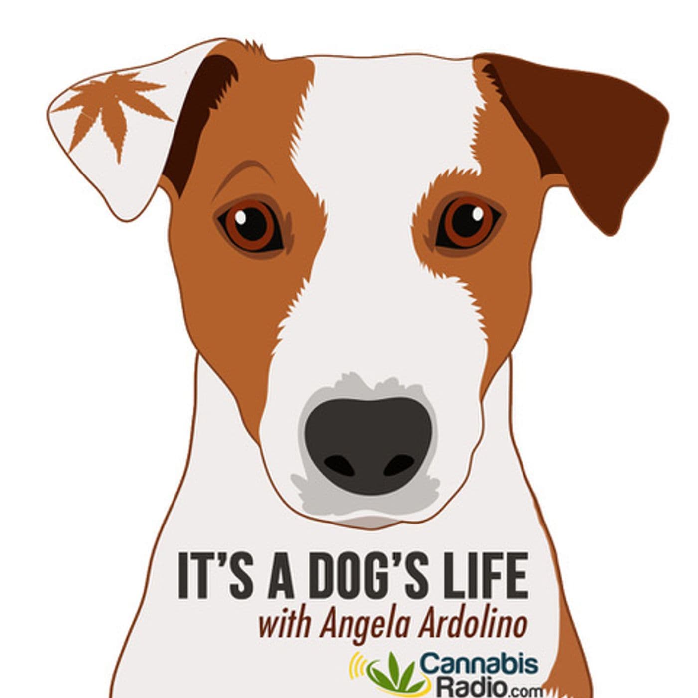Healing Touch for Animals With Rachel Augusta
