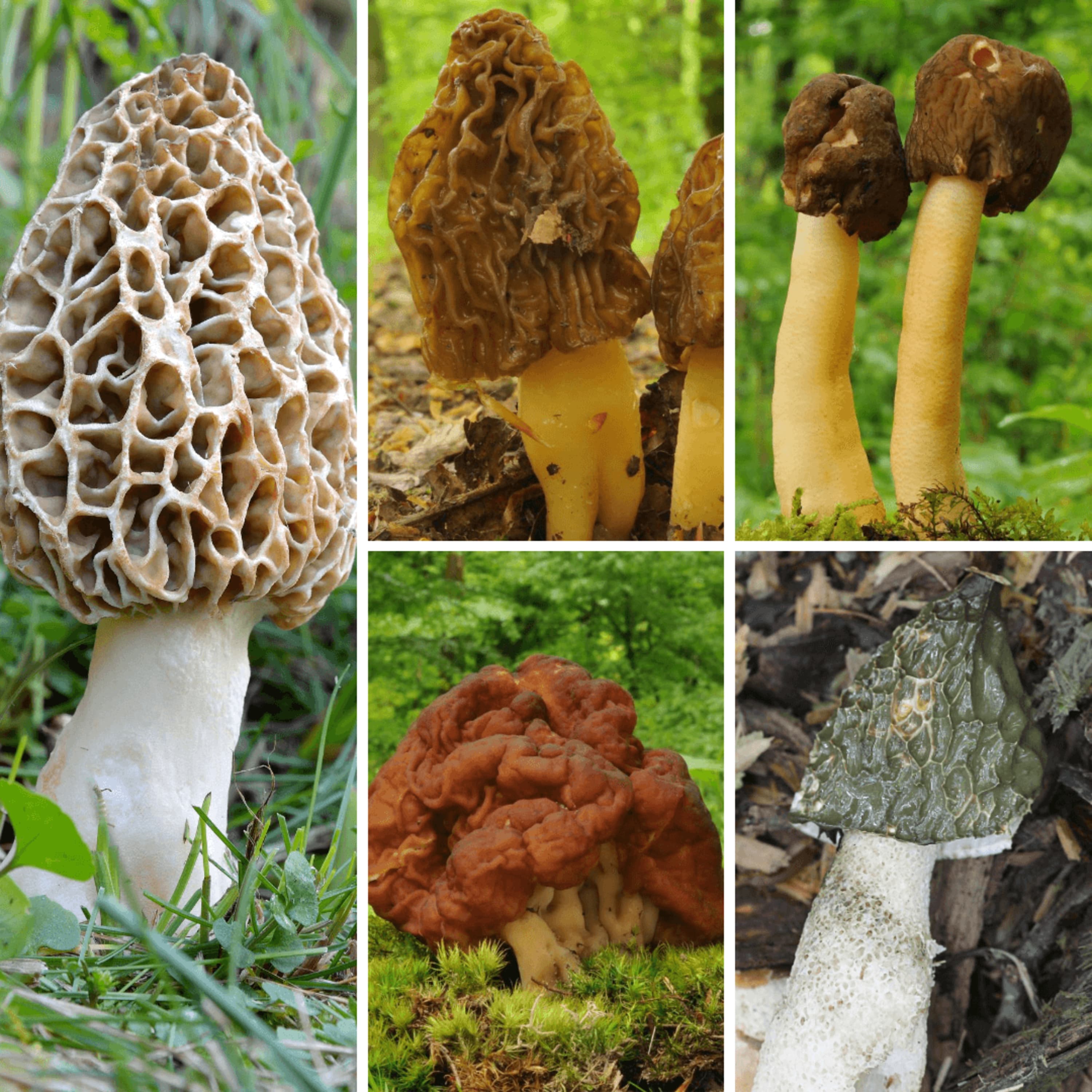 Real Morel vs False Morel & 4 Poisonous Morel Look Alikes