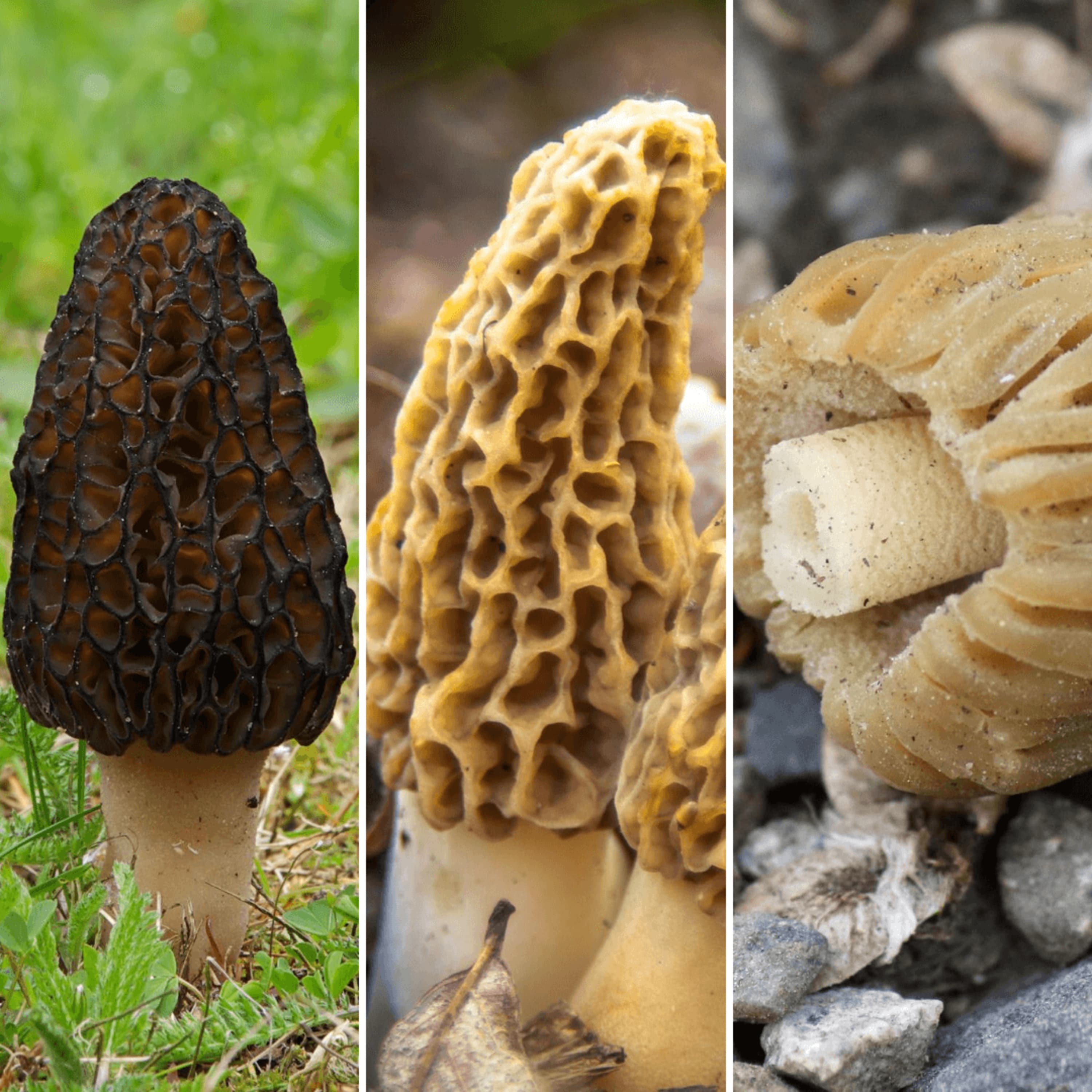 Top 3 Types of Morel Mushrooms & Identification Tips