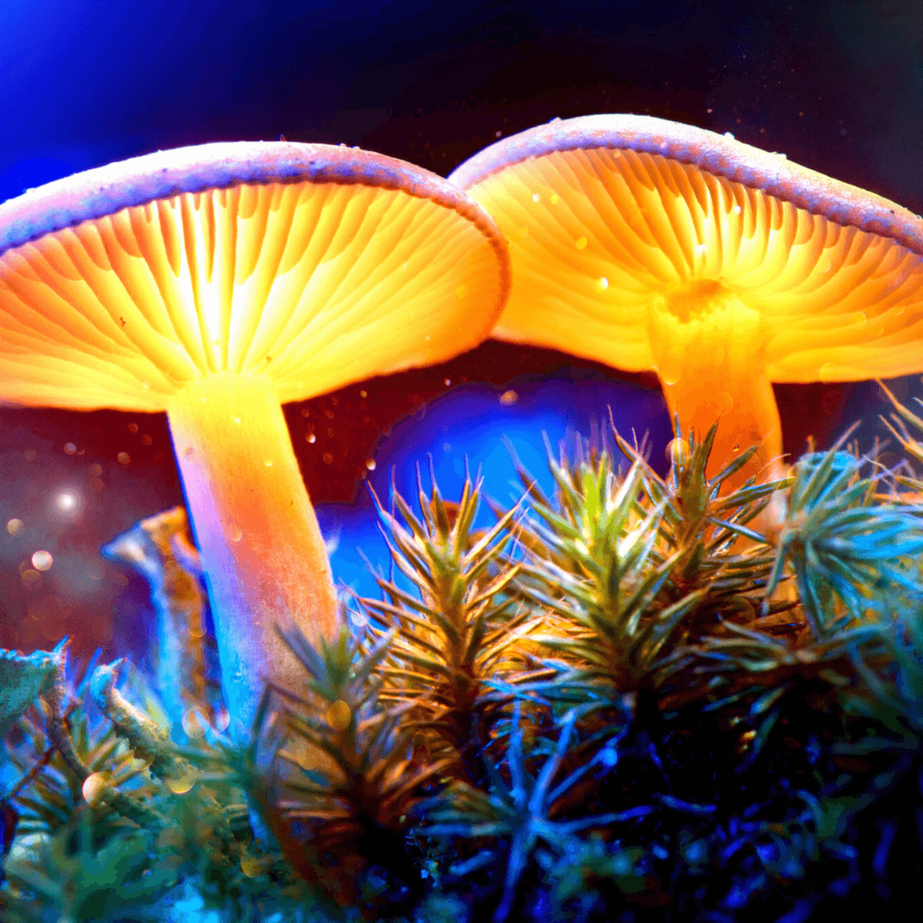 Mushrooms for Depression, Anxiety & PTSD | Nature’s Magic Cure