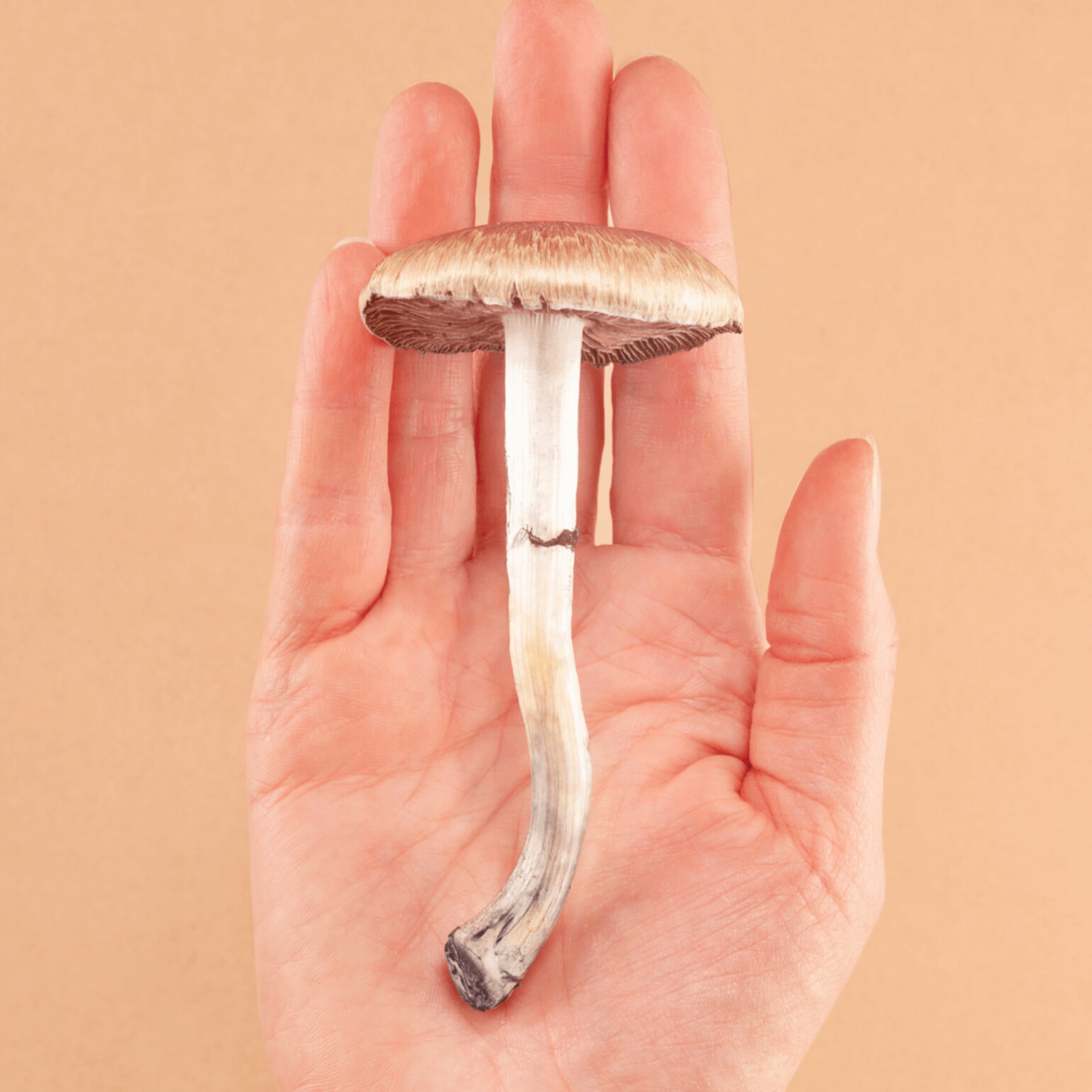 How To Get Magic Mushrooms Anywhere and Be Safe Doing It
