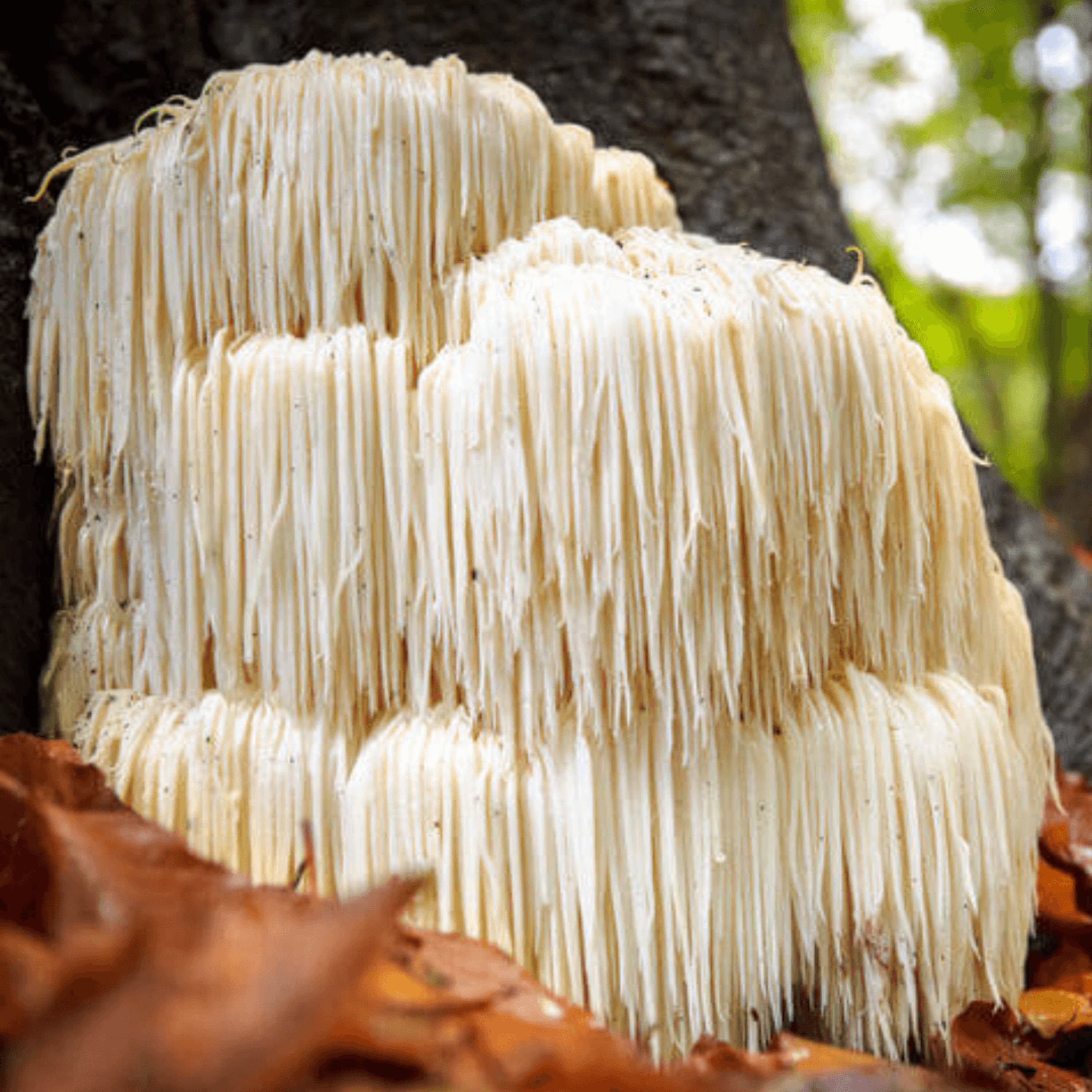 Lion's Mane Mushroom Health Benefits