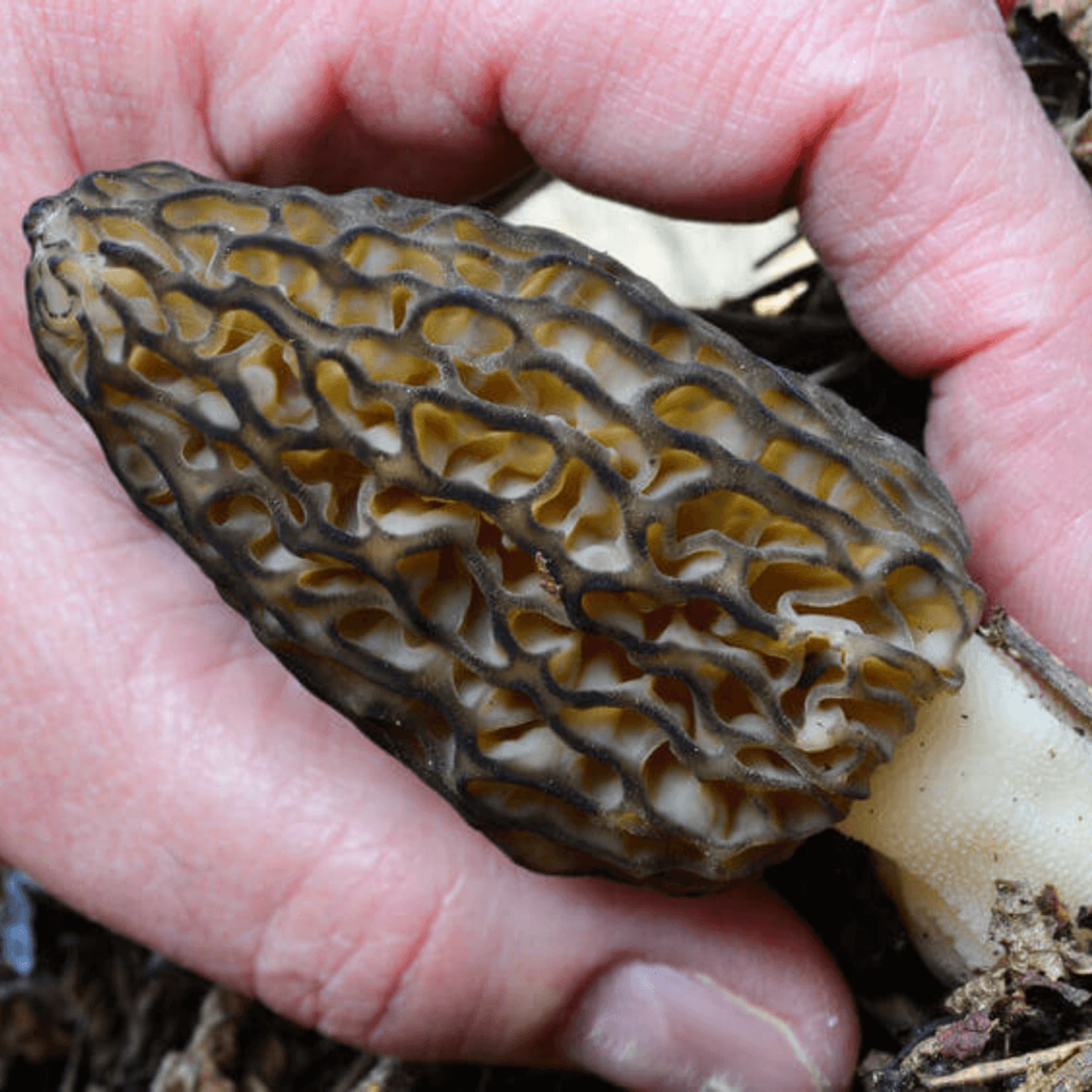 Morel Mushroom Hunting Secrets