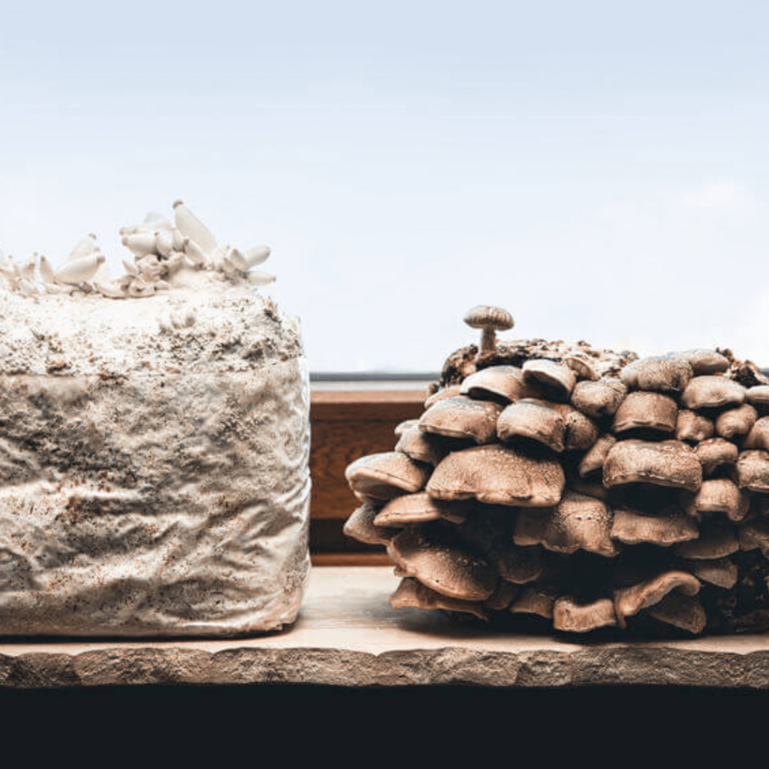 How to Grow Mushrooms at Home – Beginner to Advanced