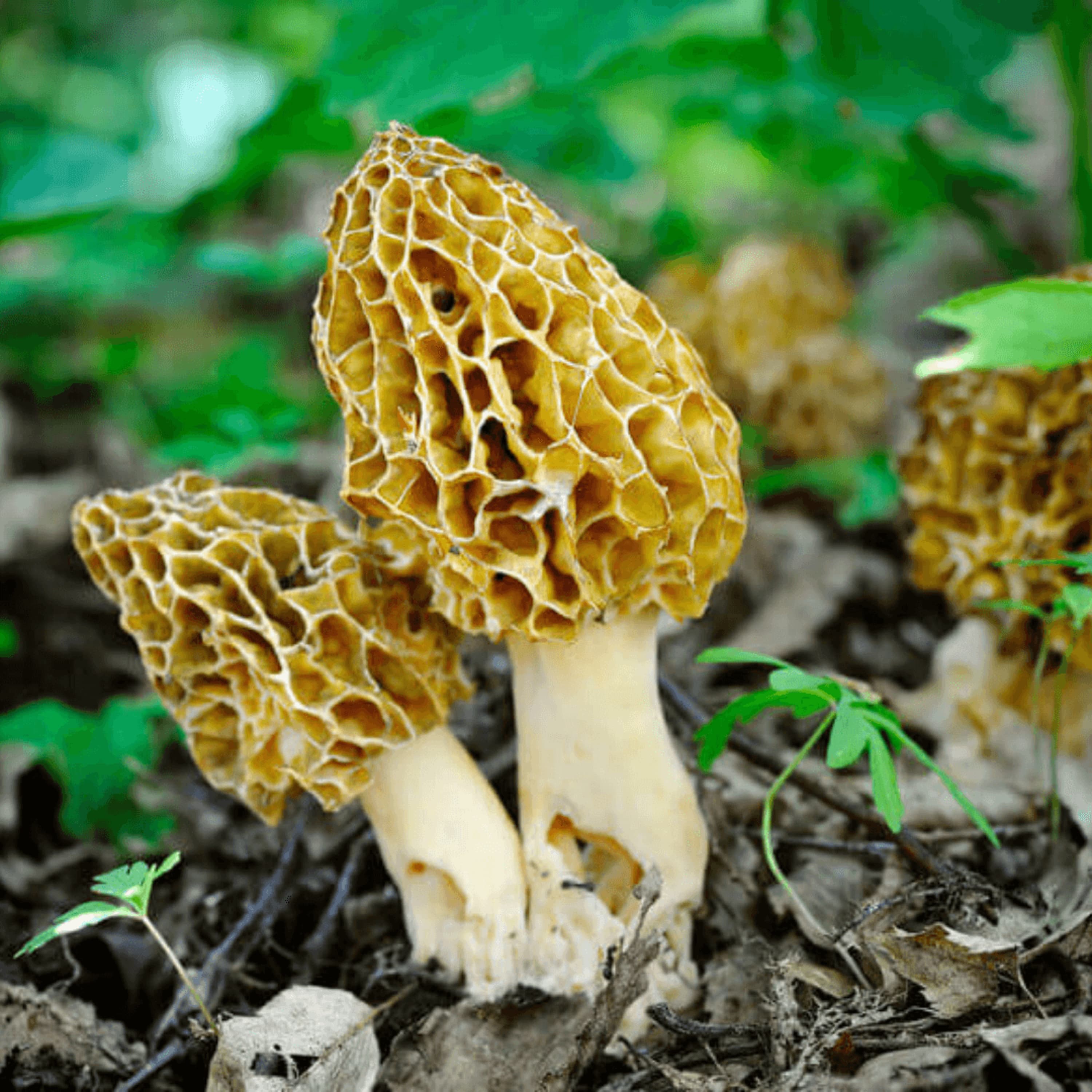 Morel Mushroom Health Benefits