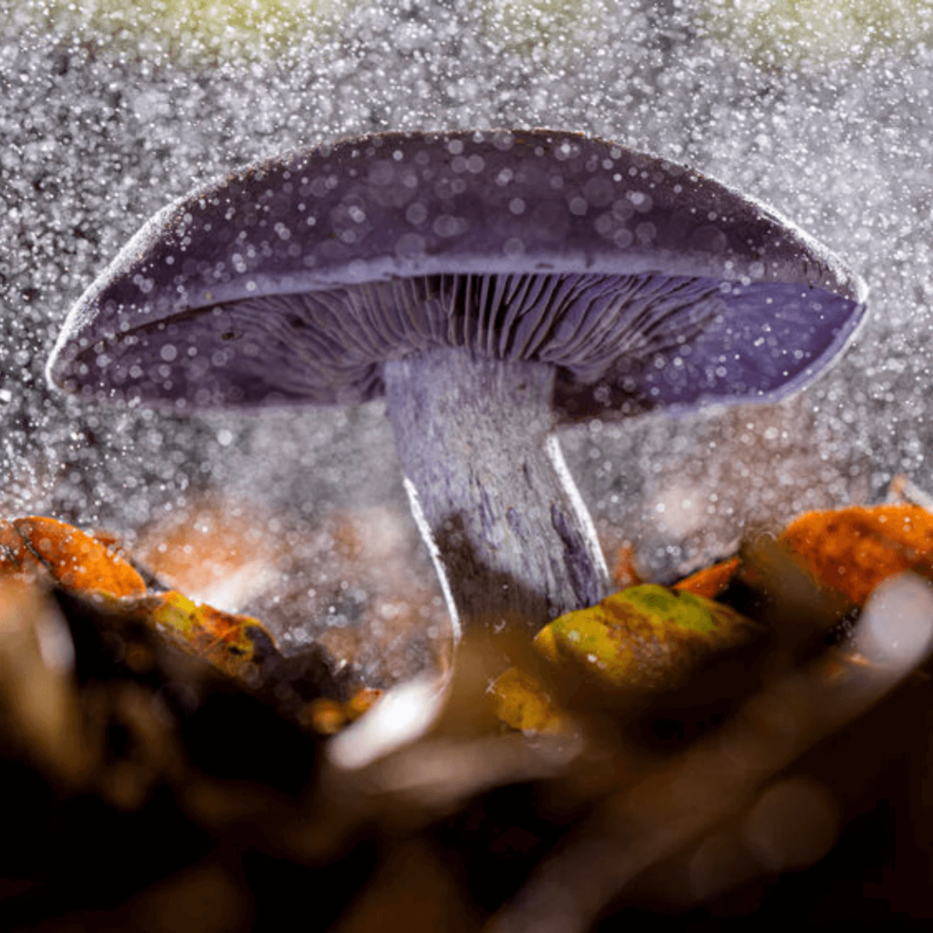 How To Grow Mushrooms From Spores, Culture or Spawn | Easy vs Hard