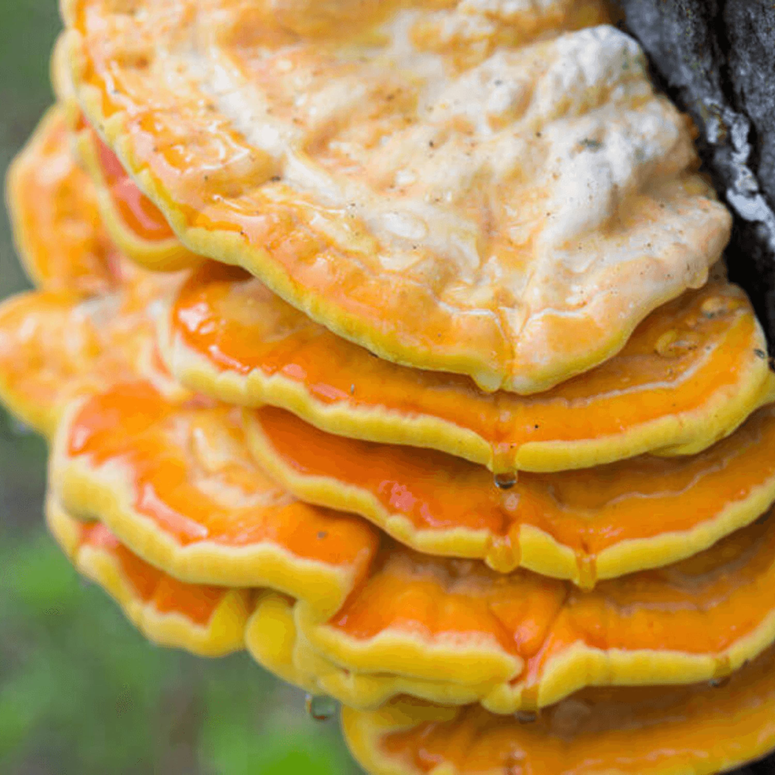 Chicken of the Woods Mushroom Nutrition & Health Benefits