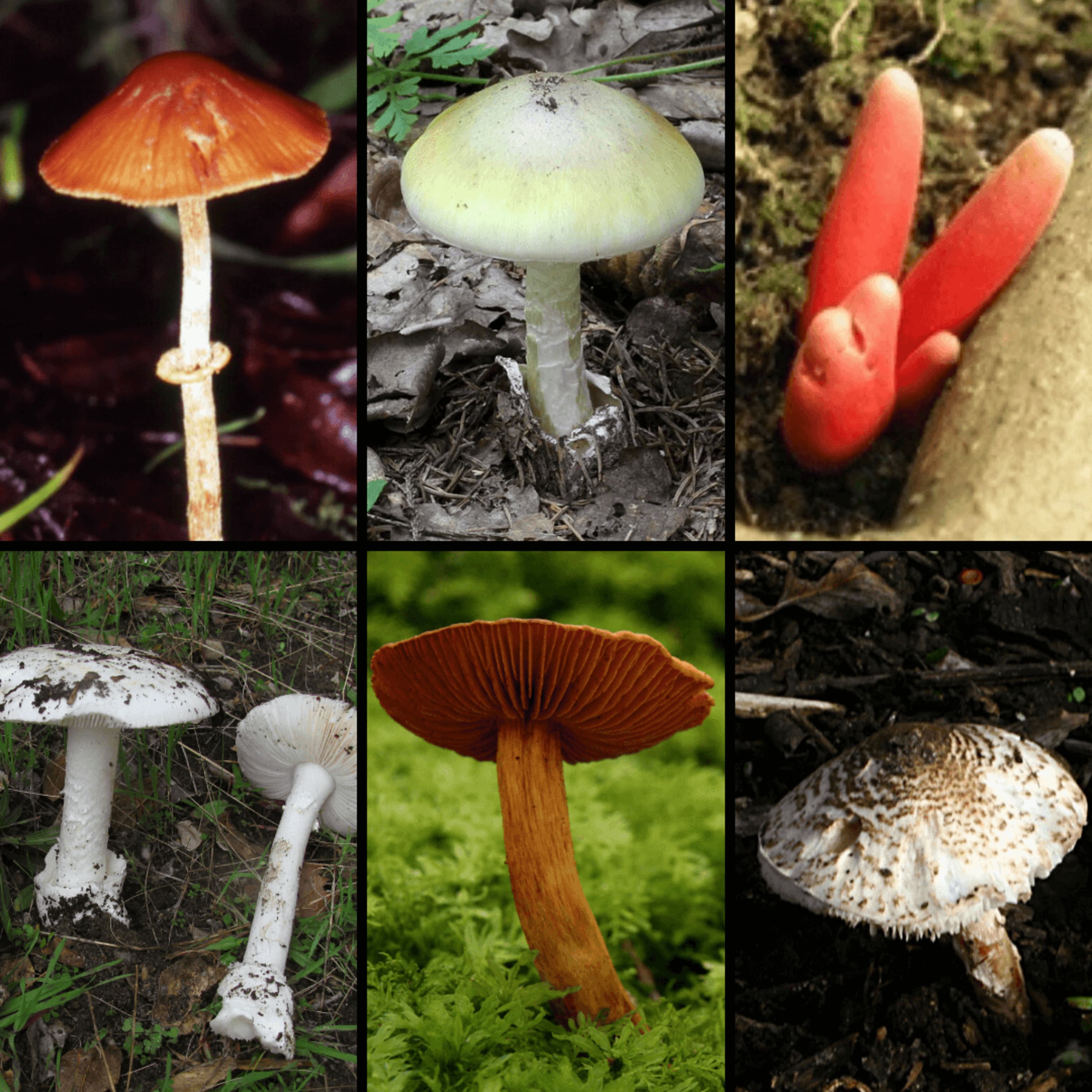 The World's 6 Most Deadly Mushrooms Identified