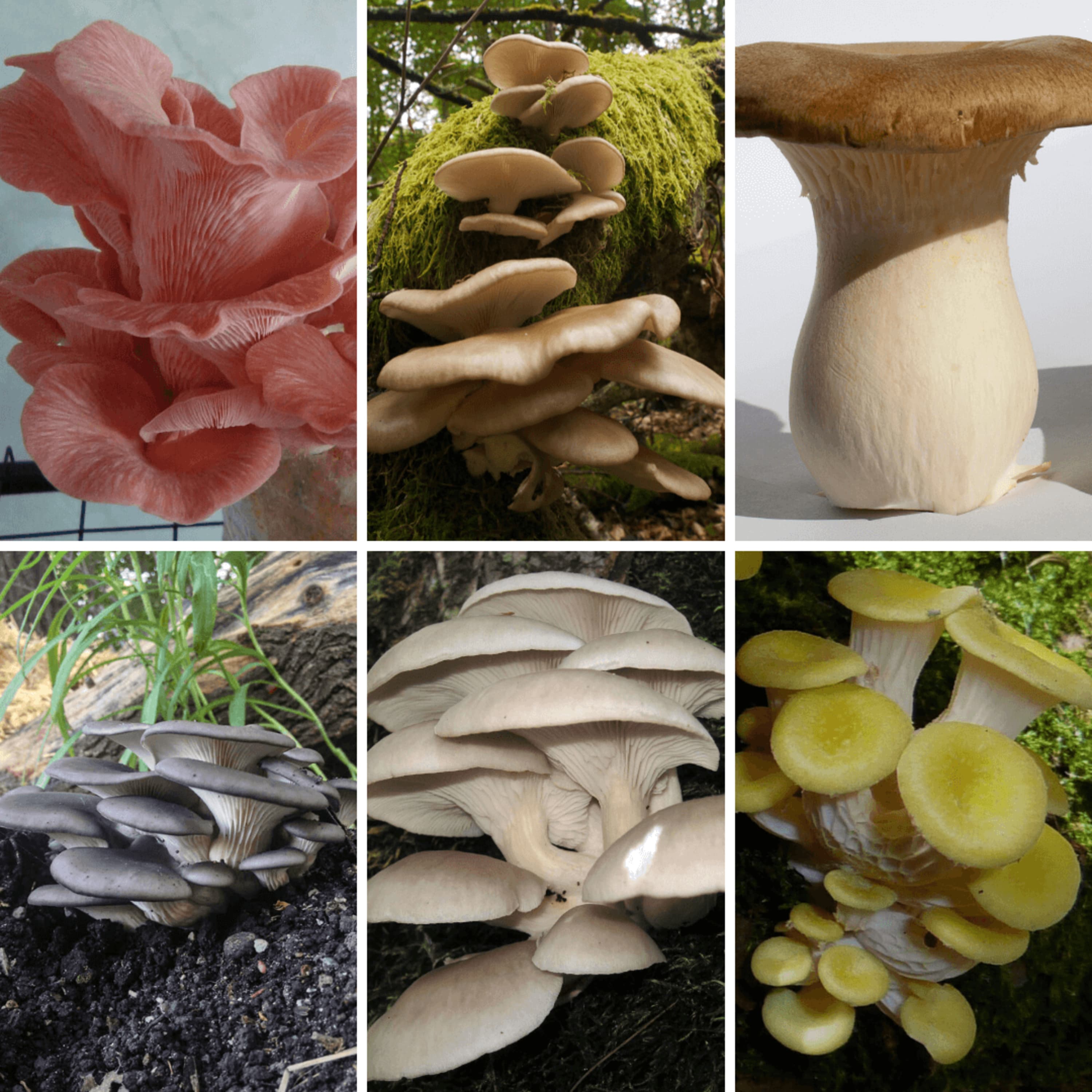 Top 7 Types of Oyster Mushrooms & 3 Poisonous Look-a-Likes