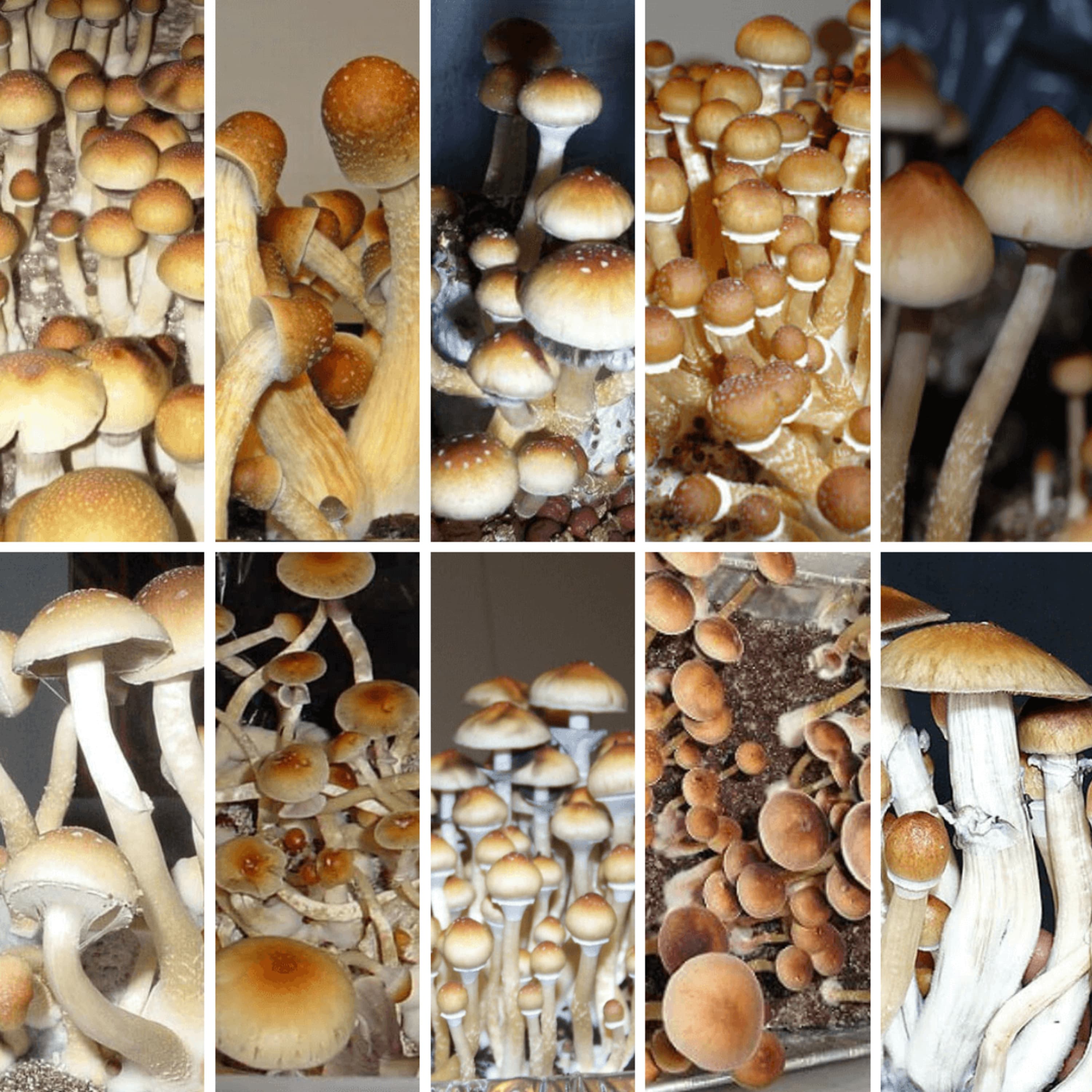 10 Best Psilocybe Cubensis Strains – For Beginners & Advanced