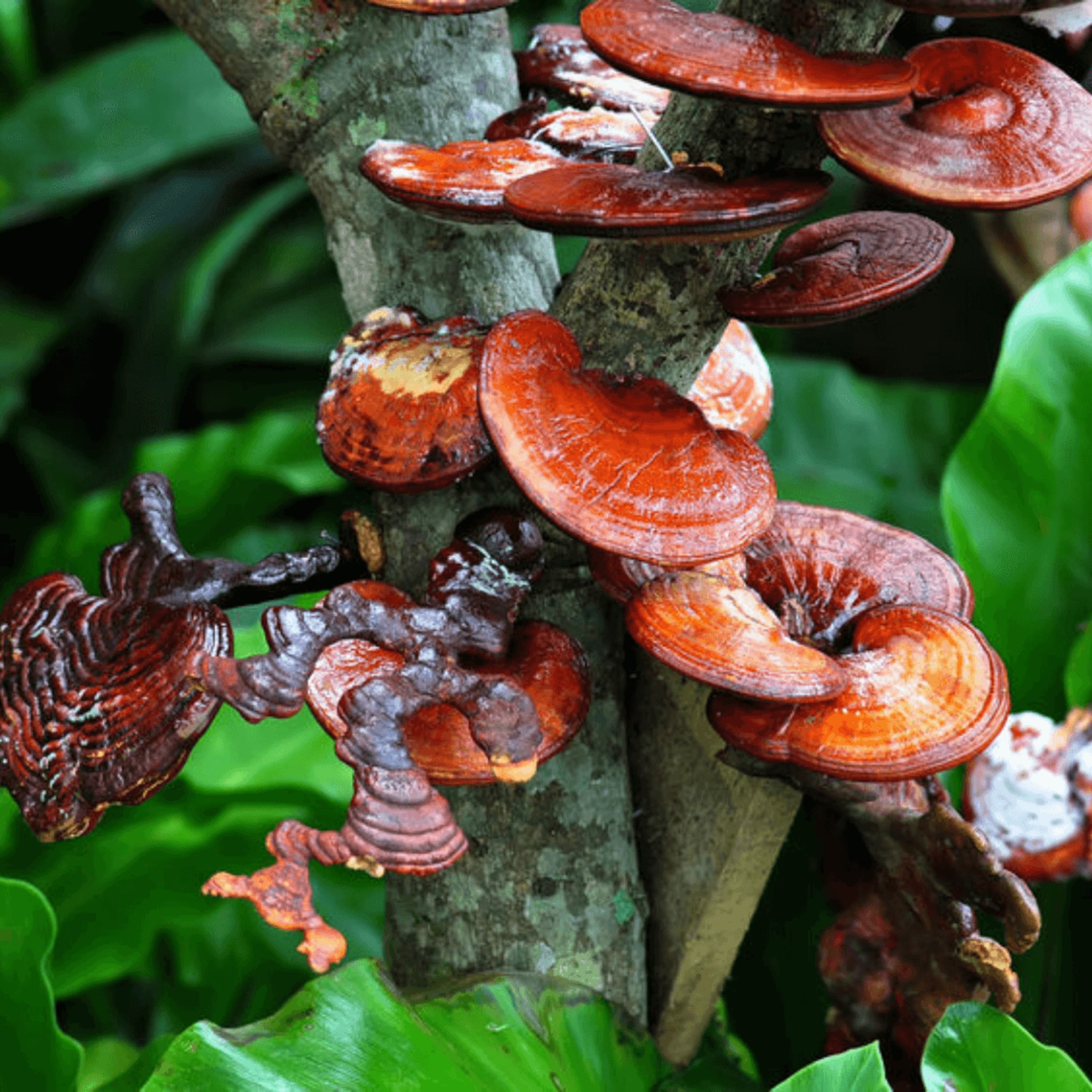 16 Reishi Mushroom Benefits | Studies, Dosage & Side Effects