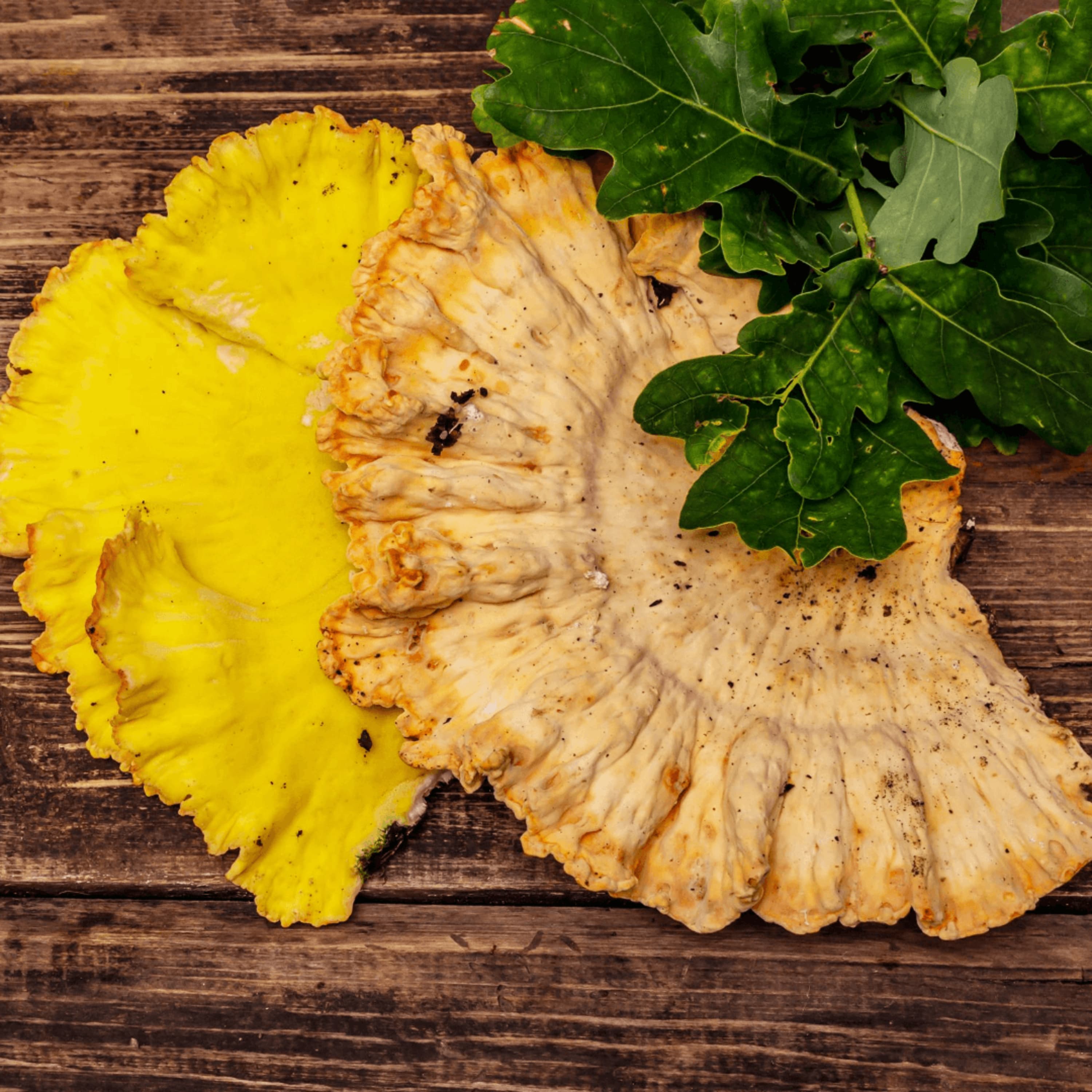 How To Cook & Store Chicken of the Woods Mushroom