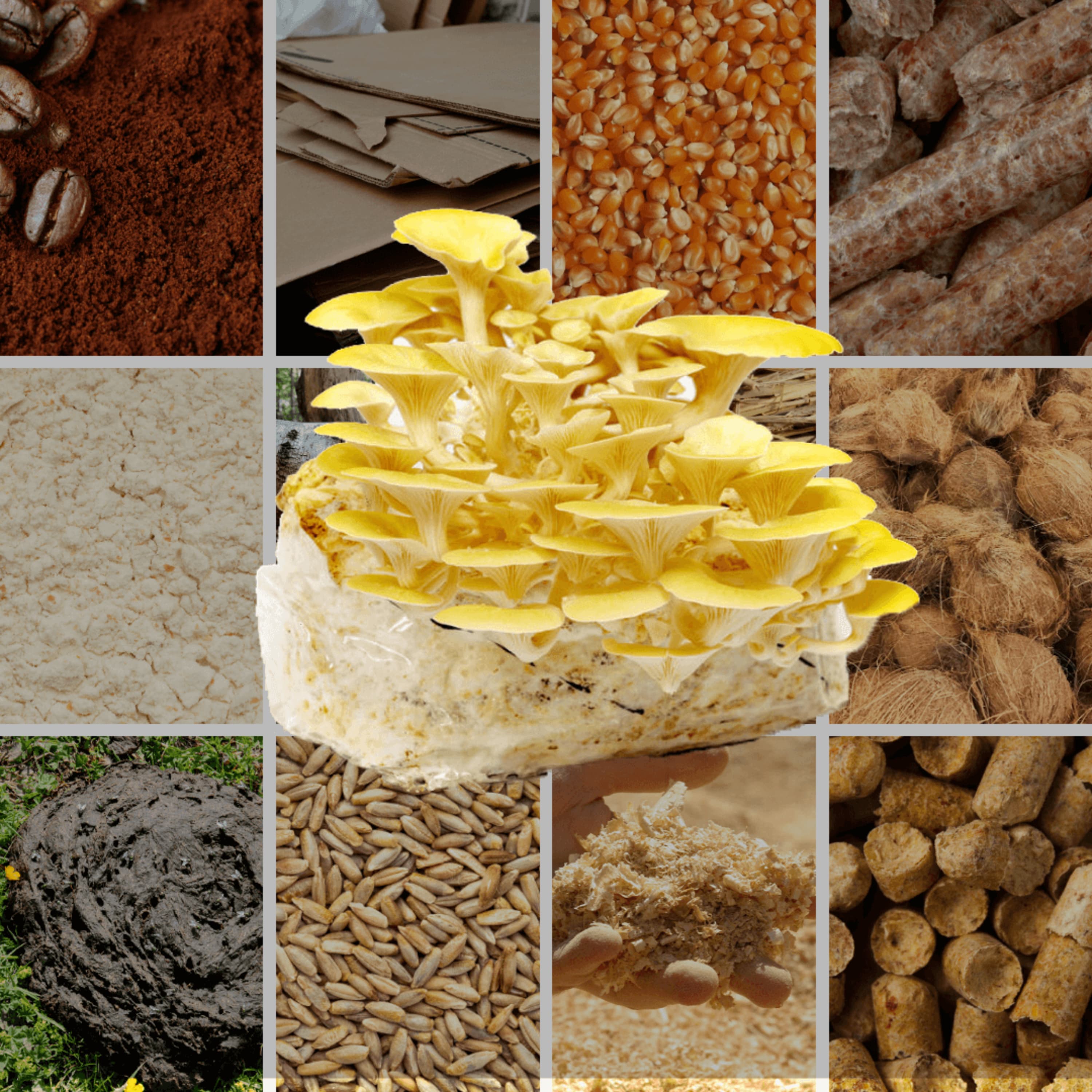 Top 13 Mushroom Growing Substrates | How To Make & Use