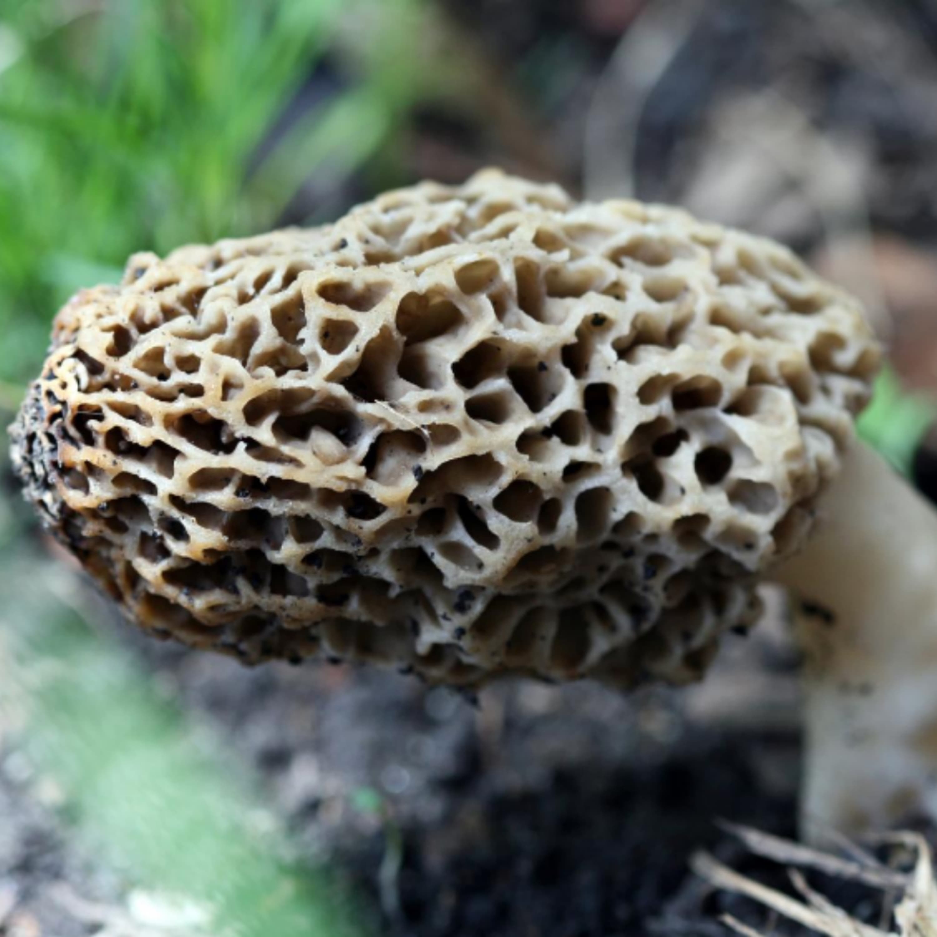 What Are Morel Mushrooms? The #1 Exciting Mushroom To Hunt