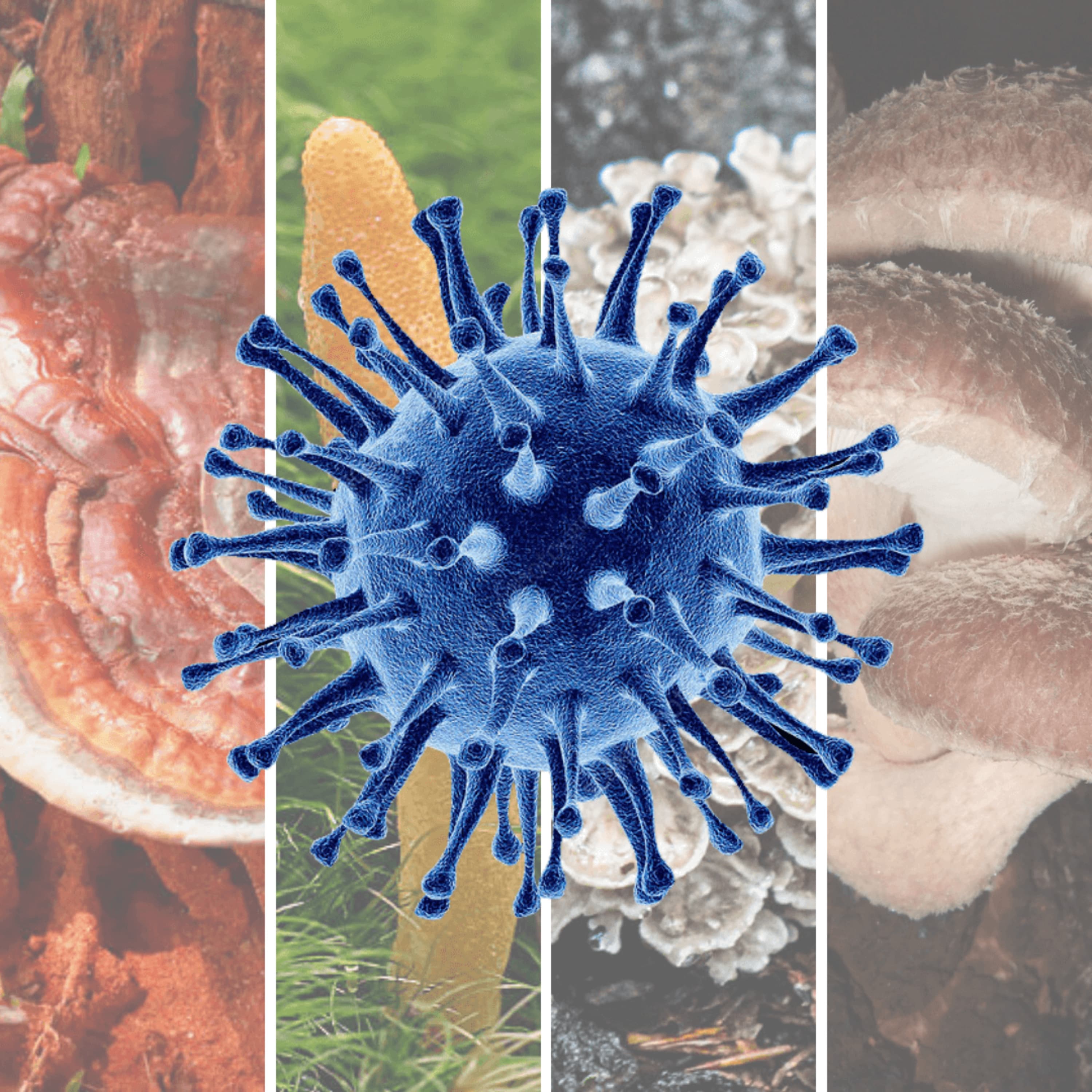 Top 4 Medicinal Mushrooms For Viruses | Antiviral Immune Boost