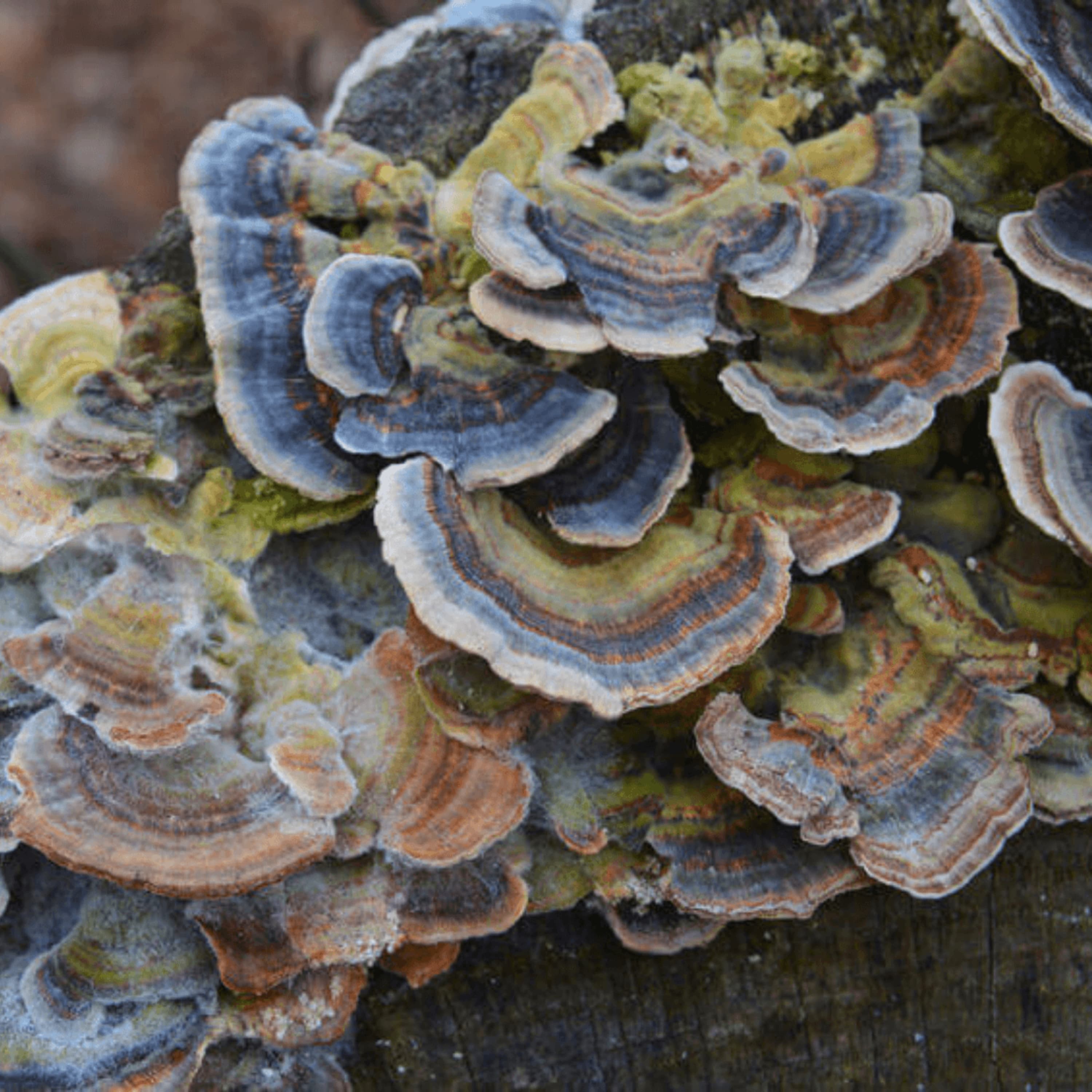 Turkey Tail Mushroom Identification and 2 Common Look-a-Likes