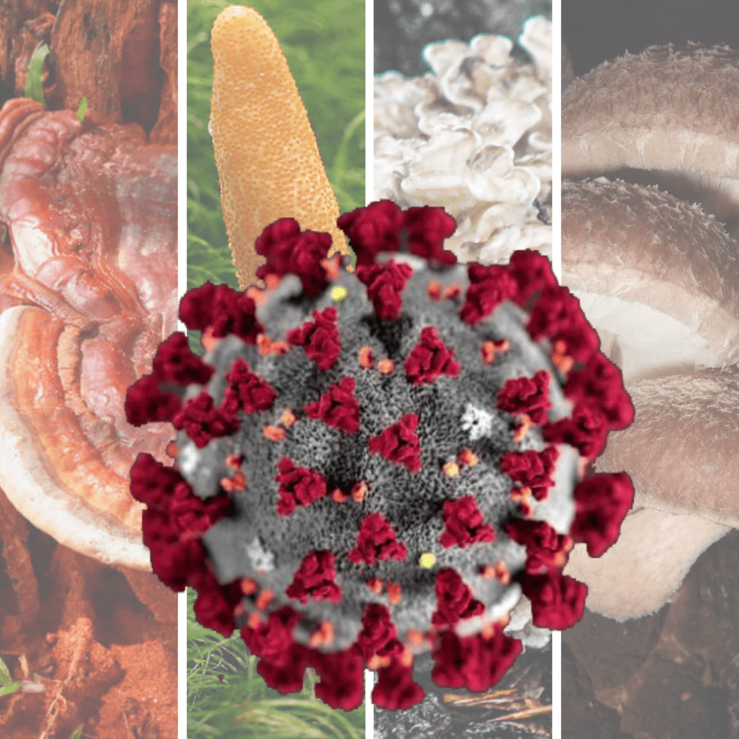 How To Prevent the Coronavirus (COVID-19) with Antiviral Mushrooms