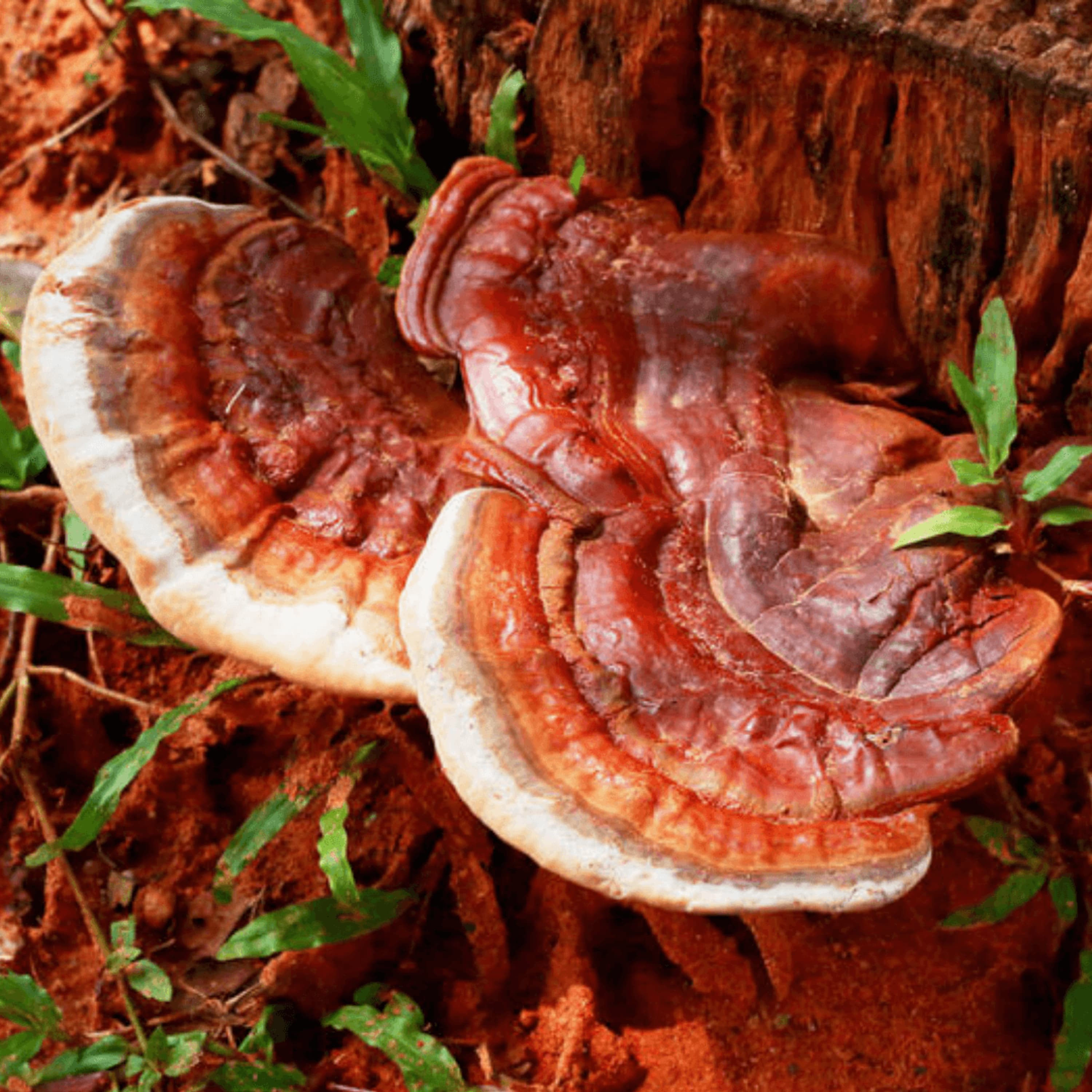 The Mushroom of Immortality (A.K.A. The Reishi Mushroom)