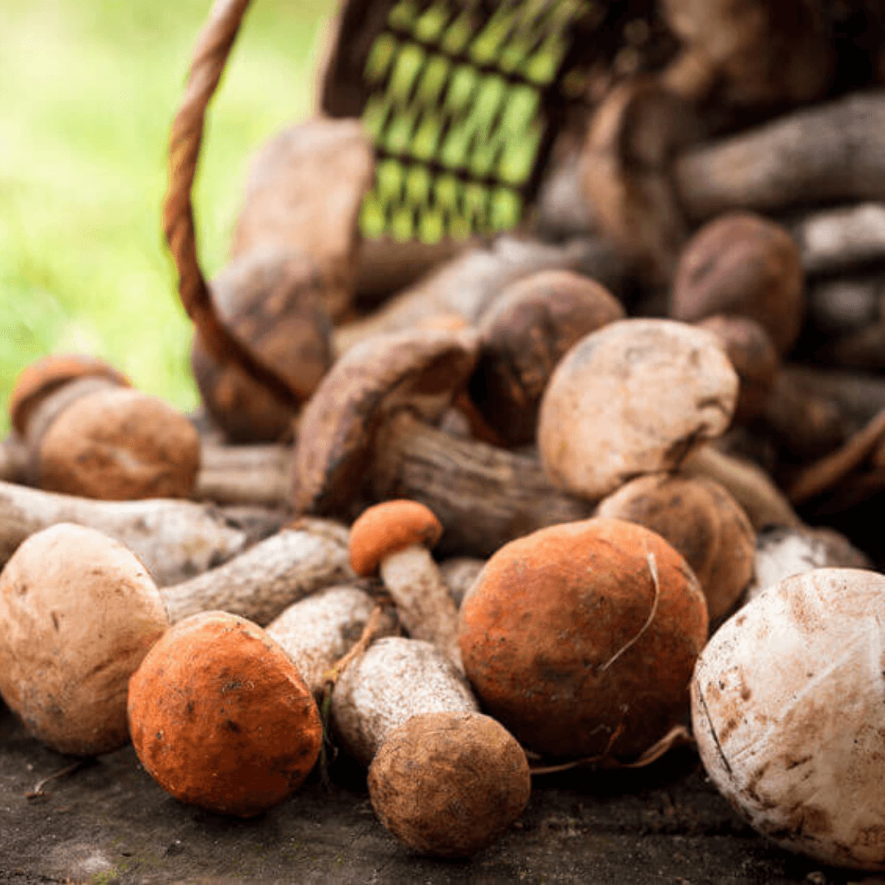 Hunting Mushrooms With Confidence for Beginners