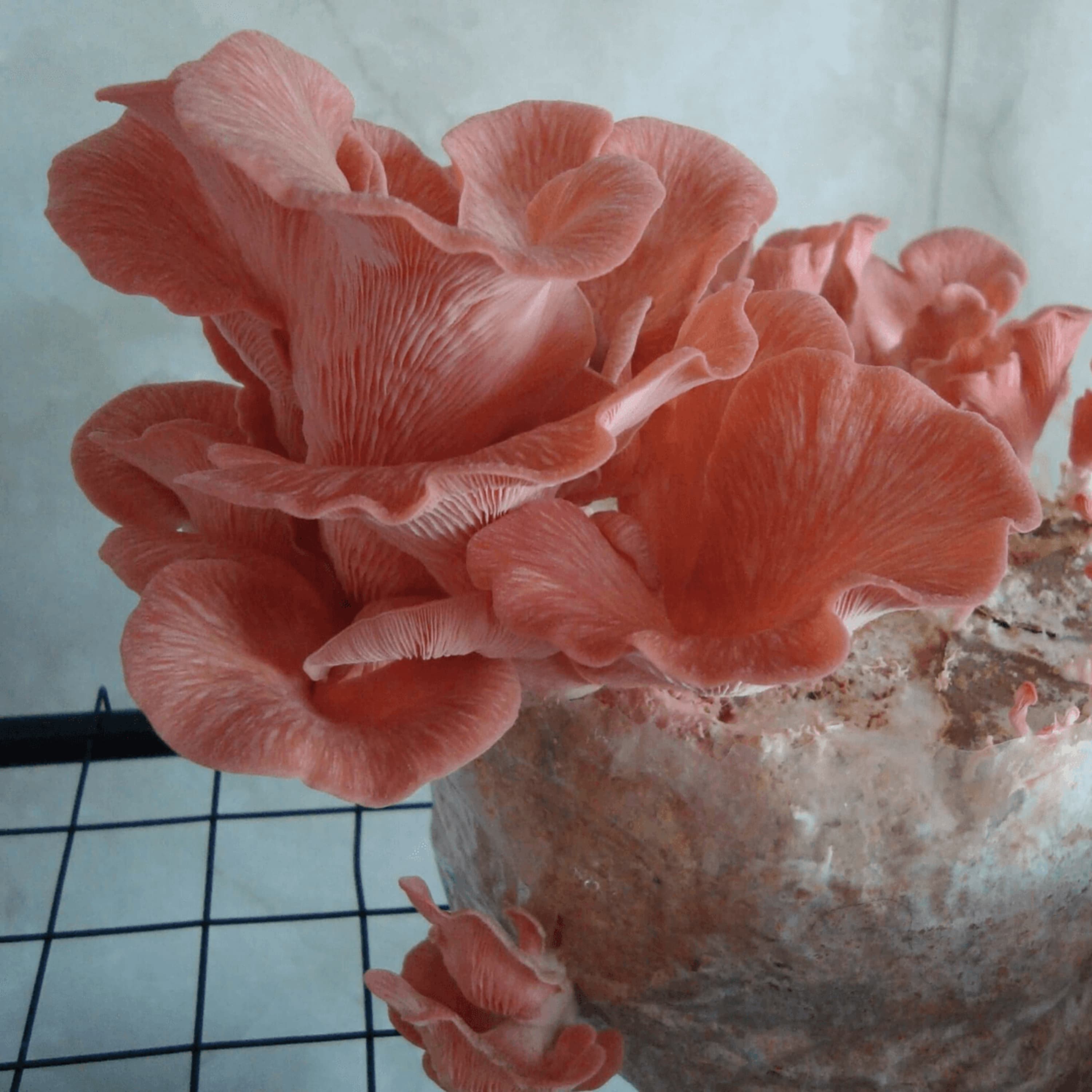 How to Grow Mushrooms at Home