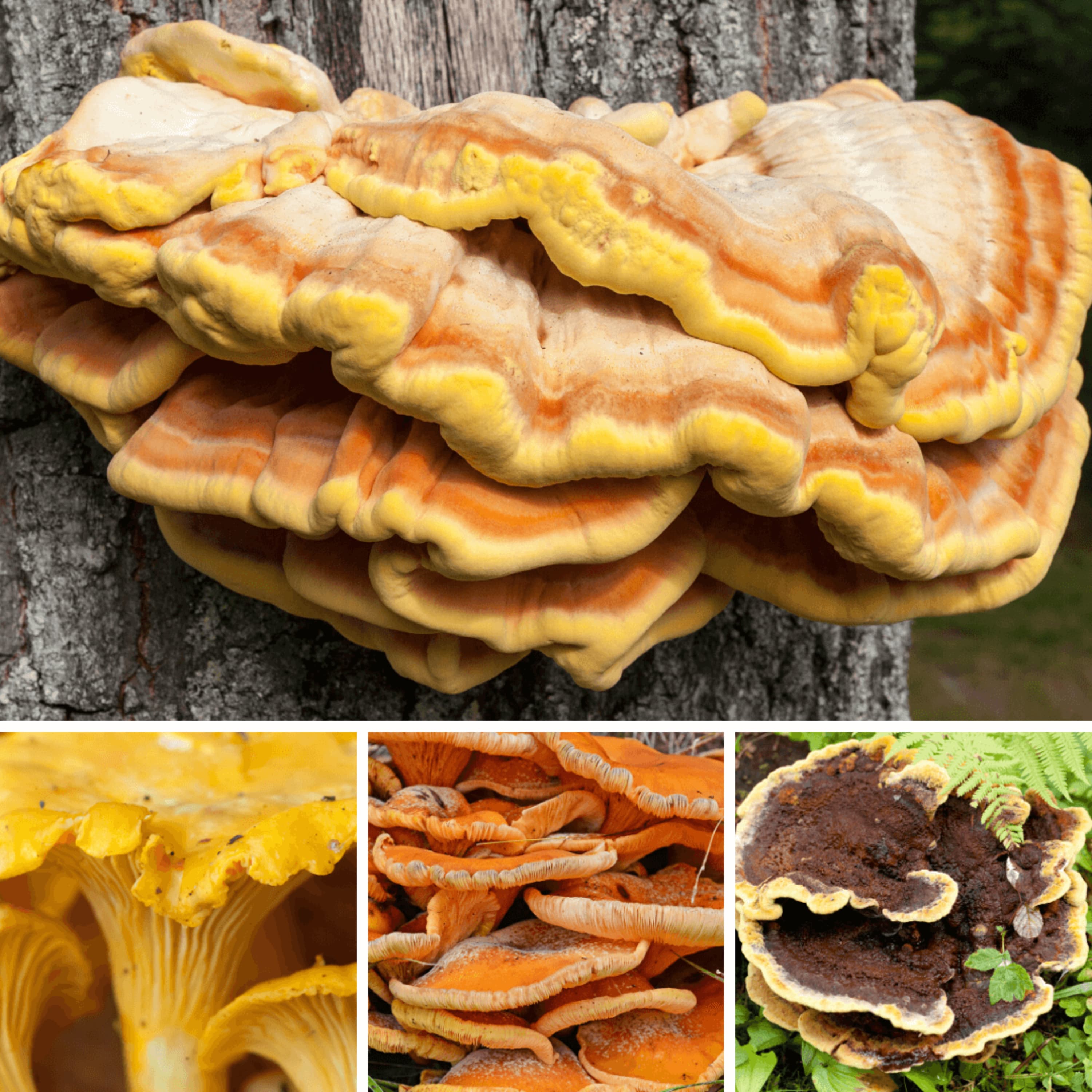 Chicken of the Woods Identification & Poisonous Look Alike