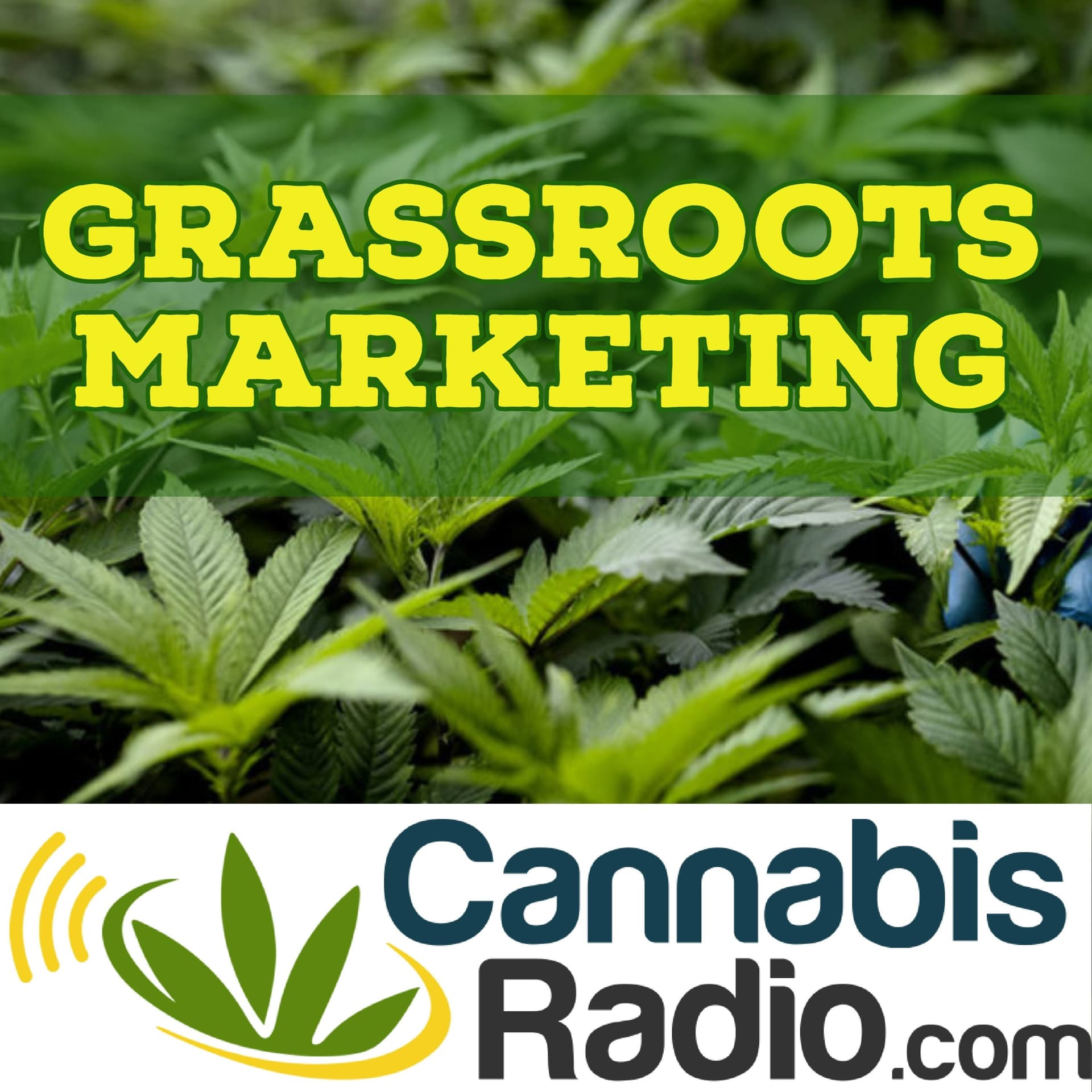 Hemp on the Brink: Toby Streett's Call to Action on the Total THC Limit